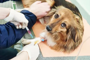 Chinese medicine exams for animals
