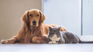 Smart Solutions for Pet Feeding Tube Complications That Improve Recovery Time
