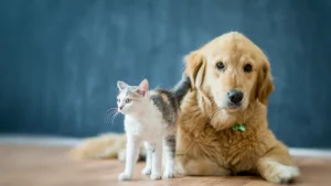 pet feeding tube complications